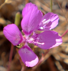 Clarkia lewisii