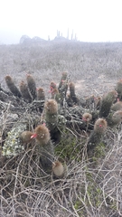 Loxanthocereus acanthurus