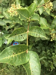 Viburnum cassinoides image