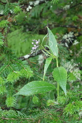 Saussurea latifolia