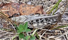 Pardalophora phoenicoptera