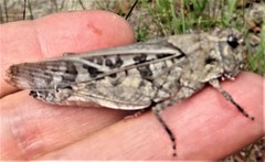 Pardalophora phoenicoptera