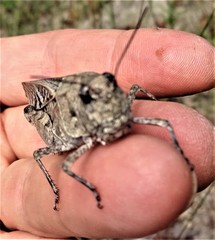 Pardalophora phoenicoptera