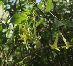 Bouvardia glabra
