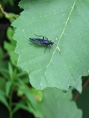 Ichneumon centrator