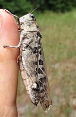 Pardalophora phoenicoptera