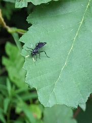 Ichneumon centrator