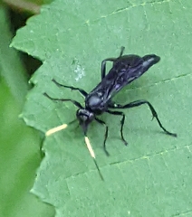 Ichneumon centrator