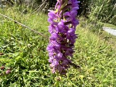Gymnadenia densiflora