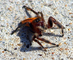 Phidippus pius