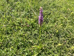 Gymnadenia densiflora