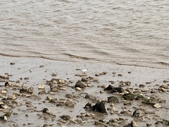 Chroicocephalus ridibundus