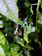 Spilomantis occipitalis