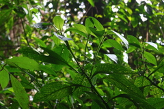 Strobilanthes barbatus