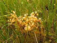 Aplidium turbinatum