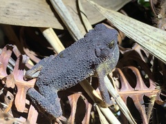 Ingerophrynus parvus