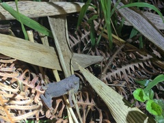 Ingerophrynus parvus