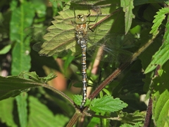 Aeshna mixta