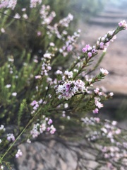 Erica articularis