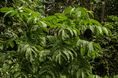 Sambucus africana