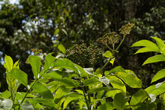 Sambucus africana