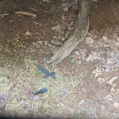 Leptosyne calliopsidea