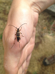 Etorofus obliteratus