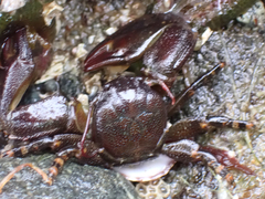 Petrolisthes cinctipes