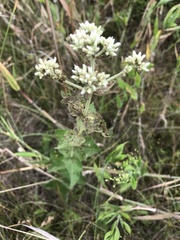 Eupatorium cordigerum