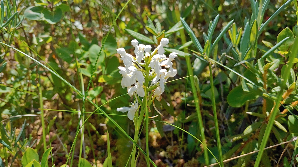 Platanthera blephariglottis