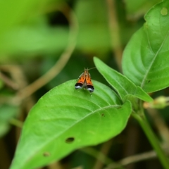 Tricyanaula aurantiaca