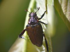 Strigoderma sulcipennis