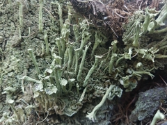 Cladonia sulphurina