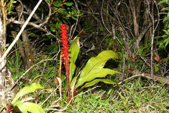 Pitcairnia atrorubens image