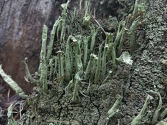 Cladonia sulphurina