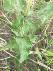 Eupatorium cordigerum