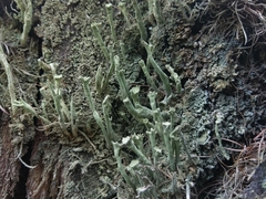 Cladonia sulphurina