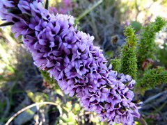 Amphithalea ericifolia