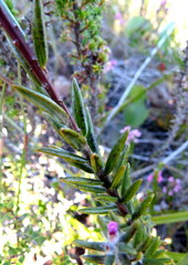 Amphithalea ericifolia