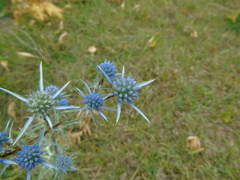 Eryngium amethystinum