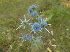 Eryngium amethystinum