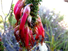 Erica coccinea