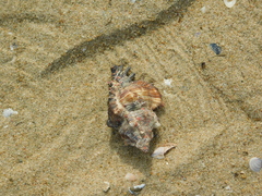 Chicoreus torrefactus