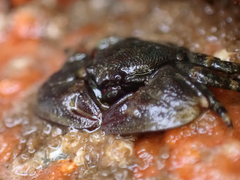 Petrolisthes cinctipes