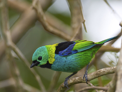 Green-Headed Tanager