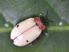 Alagoasa bipunctata