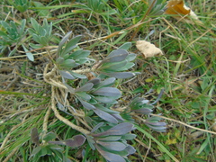 Bornmuellera tymphaea