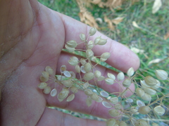 Bornmuellera tymphaea