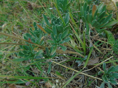 Bornmuellera tymphaea