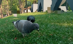 Columba livia domestica